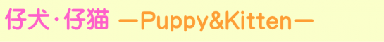 仔犬・仔猫 -Puppy&Kitten-